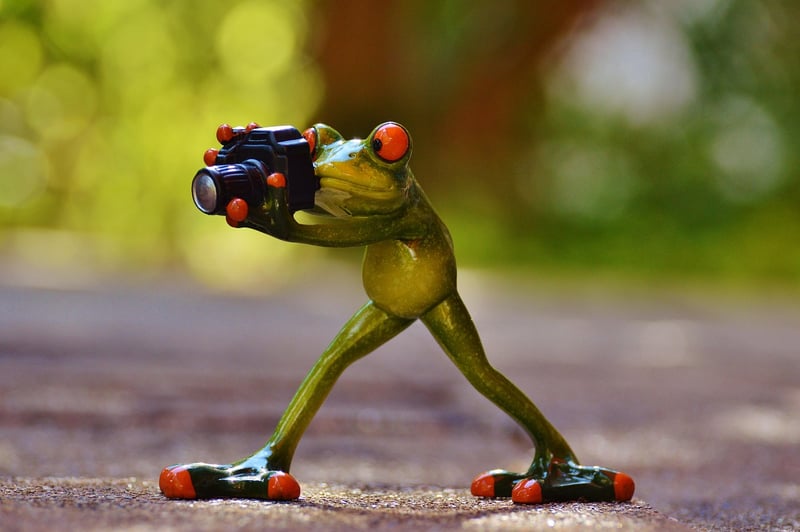 Wildlife Photographer